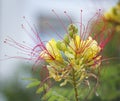 Turkish Bird of Paradise yellow flower Royalty Free Stock Photo