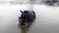 Turkish boy and his horse in thermal water, Guroymak, Bitlis Royalty Free Stock Photo