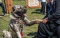 Turkish breed shepherd dog Kangal as guarding dog