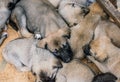 Turkish breed shepherd dog puppies Kangal as guarding dog Royalty Free Stock Photo