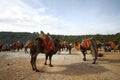 A Turkish camel got prepared for Camels wrestling