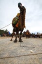A Turkish camel got prepared for Camels wrestling
