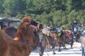 A Turkish camel got prepared for Camels wrestling