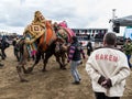 A Turkish camel got prepared for Camels wrestling