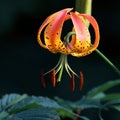 Turkish Cap Lily In The Smoky Mountains