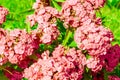 Turkish carnation flowers in light red color - Newport Salmon Pink