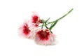 Turkish carnation flowers