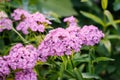 Turkish carnation pink flowers in a summer garden Royalty Free Stock Photo