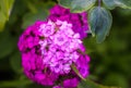 Turkish carnation pink flowers in a summer garden