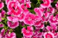 Turkish carnation pink flowers Royalty Free Stock Photo