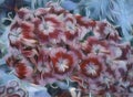 Turkish carnation or Sweet William - Dianthus barbatus. Close-up in art style. Beautiful tender carnations in the garden on a