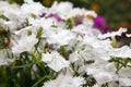 Turkish carnation white flowers