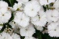 Turkish carnation white flowers