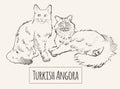 Turkish cats sketch vector illustration art animal