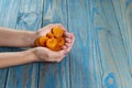 Turkish Damascus. Female hand holding turkish apricots supported on blue pinus background