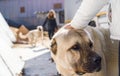 A Turkish girl hugs an Anatolian shepherd dog sivas kangal