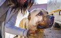 A Turkish girl hugs an Anatolian shepherd dog sivas kangal Royalty Free Stock Photo