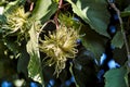 Turkish hazelnut, Corylus colurna, with still unripe fruit, Bavaria, Germany, Europe