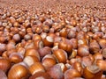 Turkish Hazelnuts