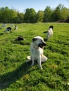 Turkish Kangal with swiss alpine goats Royalty Free Stock Photo