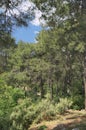 Turkish pine trees with long needles and large cones in Sunny weather