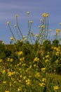 Turkish rocket flowers - Latin name - Bunias orientalis Royalty Free Stock Photo