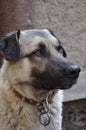 Turkish Shepherd Dog