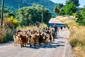 A Turkish shepherd and a herd of goat on the road in Urla, ÃÂ°zmir, Turkey