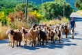 A Turkish shepherd and a herd of goat on the road in Urla, ÃÂ°zmir, Turkey