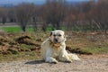 Turkish Sivas Kangal dog. Turkey-Isparta Royalty Free Stock Photo