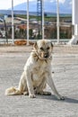 Turkish Sivas Kangal dog. Turkey-Isparta Royalty Free Stock Photo