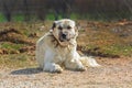 Turkish Sivas Kangal dog. Turkey-Isparta Royalty Free Stock Photo