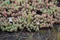 Turkish Stonecrop Succulent Plant With Water Droplets Sedum pallidum.