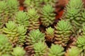 Turkish Stonecrop Succulent Plant With Water Droplets Sedum pallidum