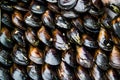 Turkish Street Food Stuffed Mussels / Midye Dolma Royalty Free Stock Photo