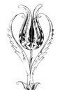 Turkish Tulip Monochrome Drawing