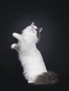 Turkish Van cat on black background Royalty Free Stock Photo