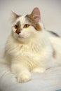 Turkish Van cat breed Royalty Free Stock Photo