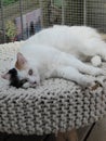 Lazing cat Royalty Free Stock Photo