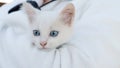 Turkish Van Cat. Van Kedisi. Cute white kitten with colorful eyes.