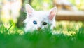 Turkish Van Cat. Van Kedisi. Cute white kitten with colorful eyes.