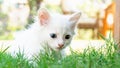 Turkish Van Cat. Van Kedisi. Cute white kitten with colorful eyes.