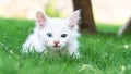 Turkish Van Cat. Van Kedisi. Cute white kitten with colorful eyes.