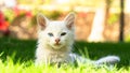 Turkish Van Cat. Van Kedisi. Cute white kitten with colorful eyes.