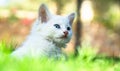 Turkish Van Cat. Van Kedisi. Cute white kitten with colorful eyes.
