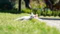 Turkish Van Cat. Van Kedisi. Cute white kitten with colorful eyes.