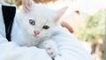 Turkish Van Cat. Van Kedisi. Cute white kitten with colorful eyes.