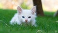 Turkish Van Cat. Van Kedisi. Cute white kitten with colorful eyes.