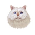 Turkish Van cat landrace of domestic cat isolated animal. Digital art illustration pussy kitten portrait, fluffy domestic pet t- Royalty Free Stock Photo