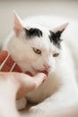 Turkish Van Cat licking fingers Royalty Free Stock Photo